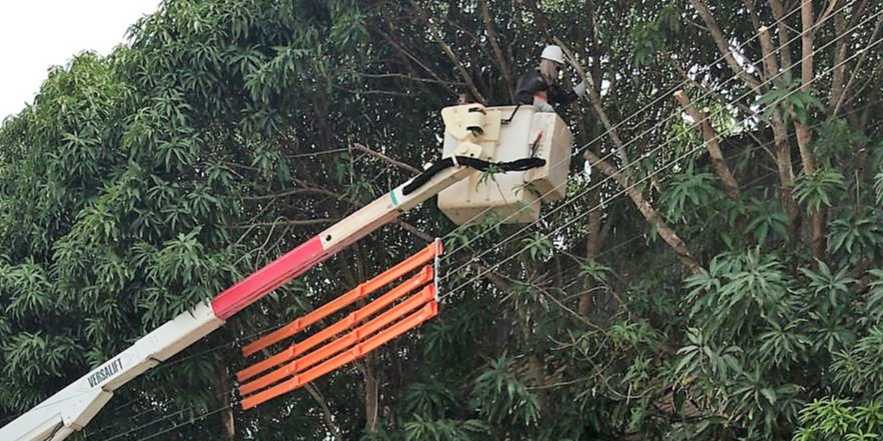 Manutenção preventiva de árvores pode prevenir acidentes com rede elétrica