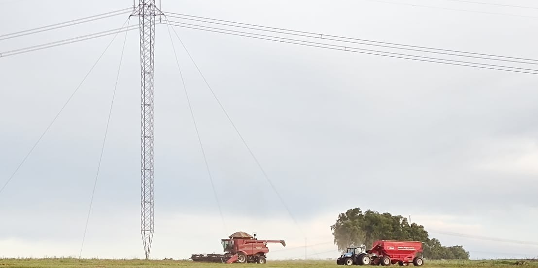 Cuidados podem evitar acidentes com rede elétrica durante a colheita de milho safrinha
